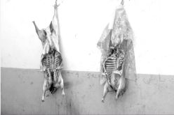 انقطاع الكهرباء يتسبّب في تعفّن لحوم الأضاحي