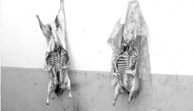 انقطاع الكهرباء يتسبّب في تعفّن لحوم الأضاحي