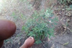 العثور على مزرعة للكيف داخل بساتين فلاحين في ميلة!