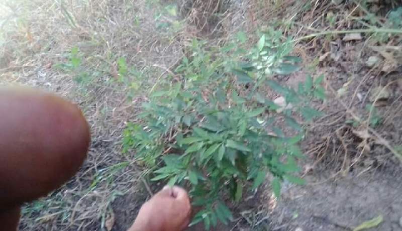 العثور على مزرعة للكيف داخل بساتين فلاحين في ميلة!