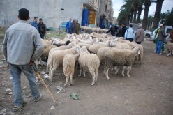 سوق الماشية في الجزائر