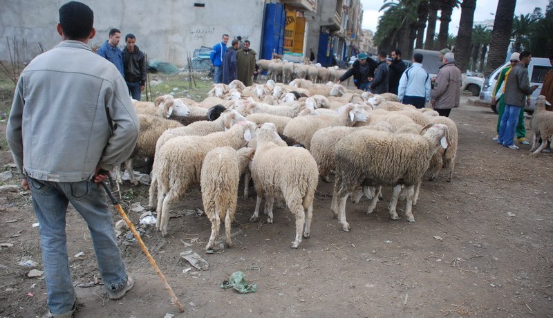 سوق الماشية في الجزائر