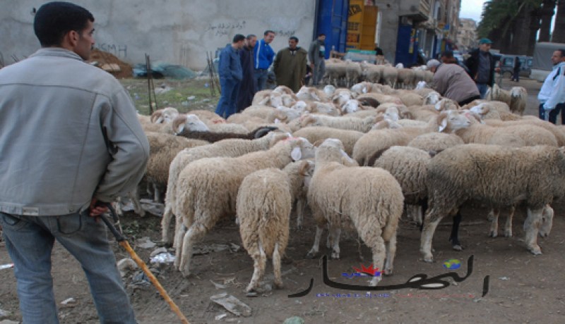 منع بيع أضاحي‮ ‬العيد في‮ 31 ‬بلدية بالعاصمة