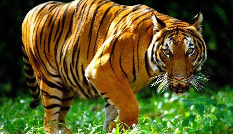 بالفيديو.. نمر يهاجم طفلة في بالسعودية