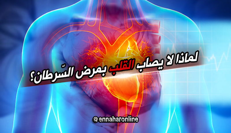 هل تعلم لماذا لا يصاب القلب بمرض السرطان ؟!!!
