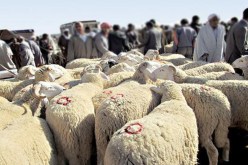 إلزام الموّالين بإظهار بطاقاتهم للزبائن وعقوبات صارمة ضد الغشّاشين