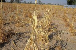 الجفاف على أبواب الجزائر