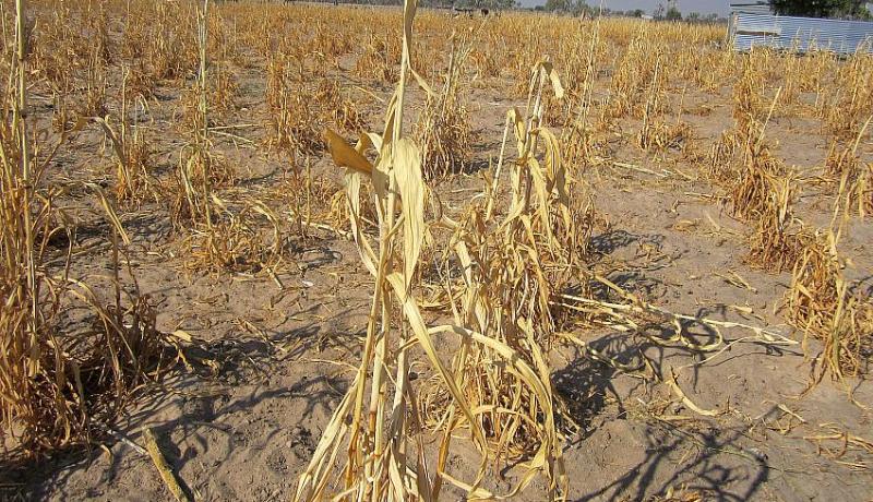 الجفاف على أبواب الجزائر