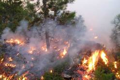 إتلاف أكثر من 220 هكتار نتيجة الحرائق المتواصلة بغابات بني صالح بقالمة