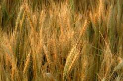 فاتورة الحبوب تتعدى 21.8 مليار دينار جزائري في سنة 2008