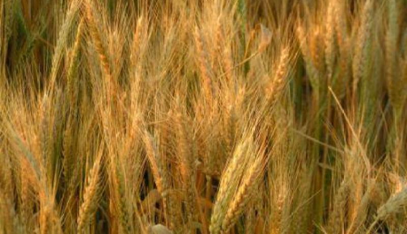 فاتورة الحبوب تتعدى 21.8 مليار دينار جزائري في سنة 2008