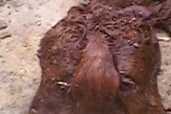 ولادة عجل برأسين و3 ‬آذان بأولاد سلام في‮ ‬باتنة‮