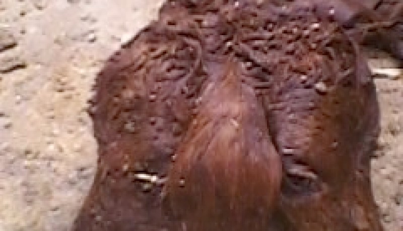 ولادة عجل برأسين و3 ‬آذان بأولاد سلام في‮ ‬باتنة‮