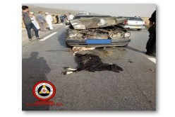 قطيع غنم يتسبّب في حادث مرور خطير  بتبسة