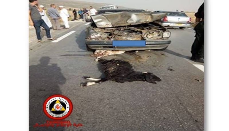 قطيع غنم يتسبّب في حادث مرور خطير  بتبسة