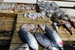 حجز قنطارين من السمك الفاسد في البيض