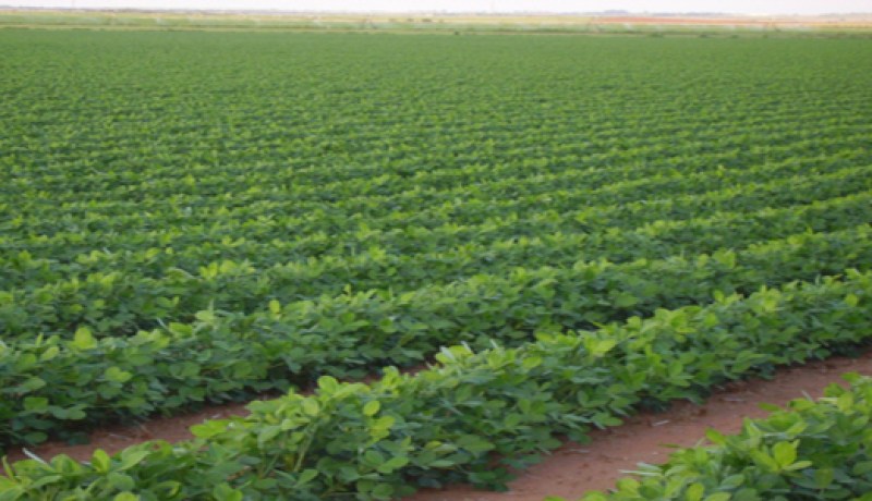 دراسة ملفات إستغلال الأراضي عن طريق الإمتياز بتيسمسيلت تتقدم بنسبة 96 بالمائة