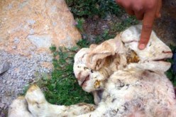 خروف برأسين في باتنة