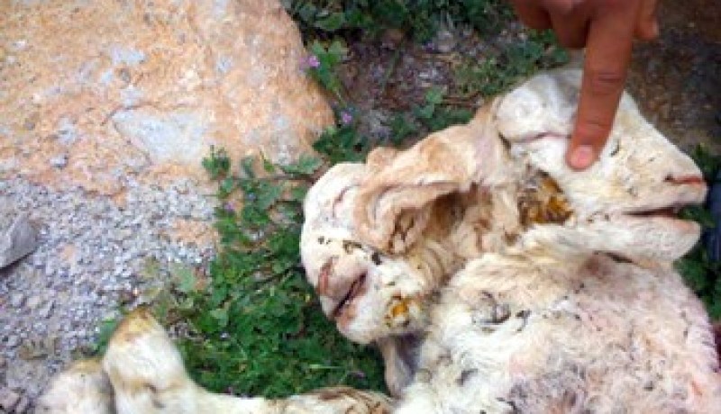 خروف برأسين في باتنة