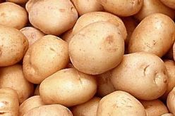 توقع إنتاج 300 ألف قنطار من البطاطا الموسمية بولاية الأغواط