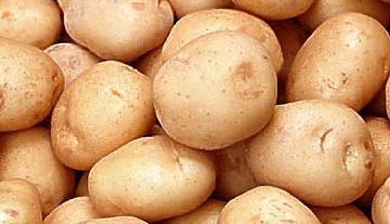 توقع إنتاج 300 ألف قنطار من البطاطا الموسمية بولاية الأغواط