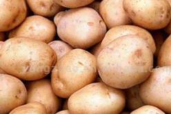 الجزائر تنجح  في تخزين البطاطا