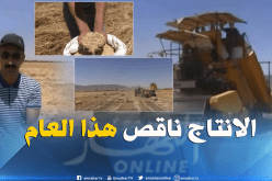 فلاحون مستاؤون من تراجع الإنتاج مع بداية موسم الحصاد بالنعامة