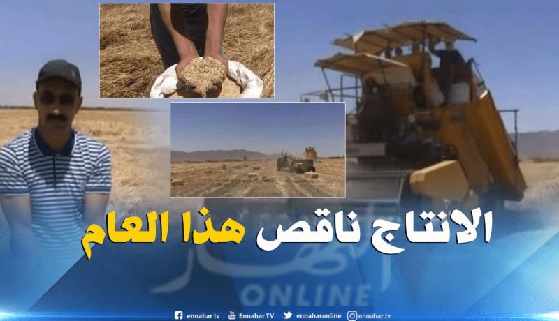 فلاحون مستاؤون من تراجع الإنتاج مع بداية موسم الحصاد بالنعامة