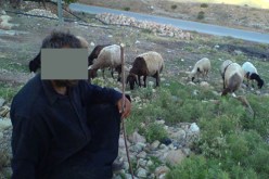 10 إرهابيين يكبّلون راعيين ويذبحون 400 رأس غنم في صحراء خنشلة