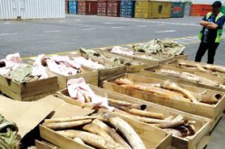 إحباط عملية تهريب قرون الفيلة في المسيلة