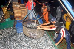 السردين سينقرض بالمياه الإقليمية الجزائرية بعد 10 سنوات من الآن