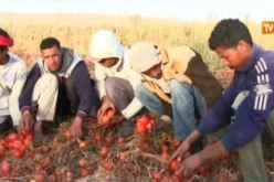 بالفيديو.. أطنان من الطماطم ترمى في المزابل بالوادي