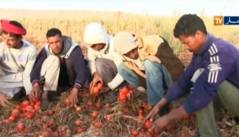 بالفيديو.. أطنان من الطماطم ترمى في المزابل بالوادي