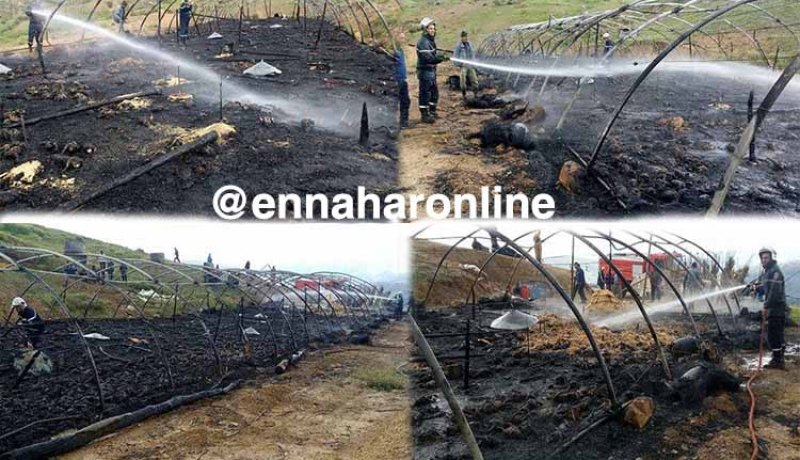 نفوق 3 ألاف دجاجة في حريق بيت بلاستيكي في عين الدفلى