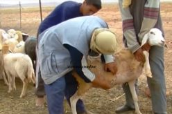 بيطري يكشف فضيحة 200 موّال مزيف تلقوا أكثر من 4 ملايين شهريا من أموال الدعم في خنشلة