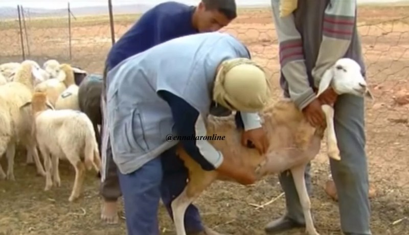 بيطري يكشف فضيحة 200 موّال مزيف تلقوا أكثر من 4 ملايين شهريا من أموال الدعم في خنشلة