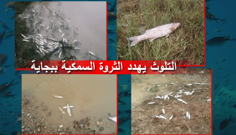 بالصور.. التلوث يُهدد الثروة السمكية ببجاية