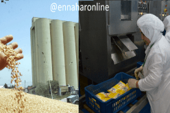 تموين الملبنات والمطاحن بالقمح والحليب المدعم إنتهى !!