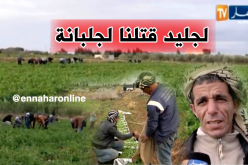 فلاحون يتحدون الضروف المناخية الصعبة في غليزان