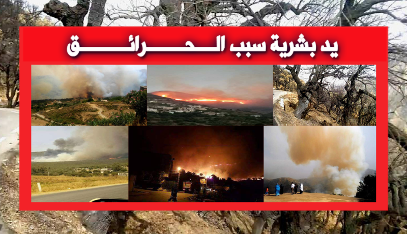 إيقاف 4 أشخاص أشعلوا النيران في غابات عنابة