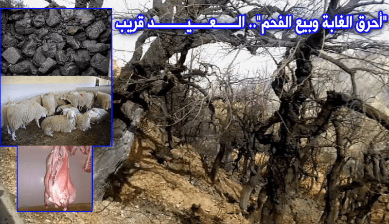 مدير الغابات: “أطراف تشعل الحرائق لبيع الفحم في عيد الأضحى”!