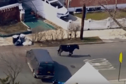 بالفيديو.. ثور يثير طوارئ وسط الشرطة لمدة ساعتين بشوارع نيويورك