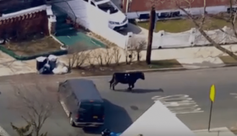 بالفيديو.. ثور يثير طوارئ وسط الشرطة لمدة ساعتين بشوارع نيويورك