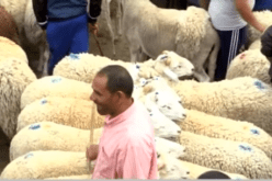 بالفيديو .. الموّالون يؤكدون تراجع أسعار المواشي وغلاء الأعلاف