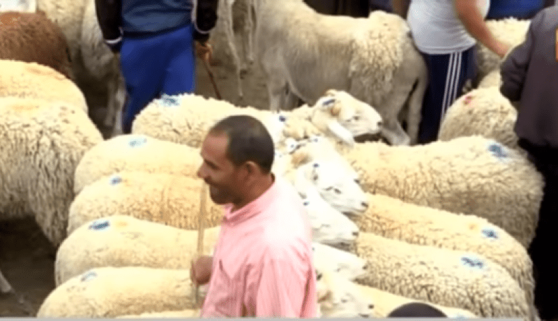 بالفيديو .. الموّالون يؤكدون تراجع أسعار المواشي وغلاء الأعلاف