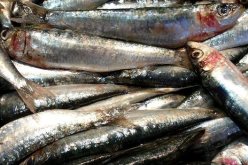 السردين يصل إلى 800 دج للكيلوغرام