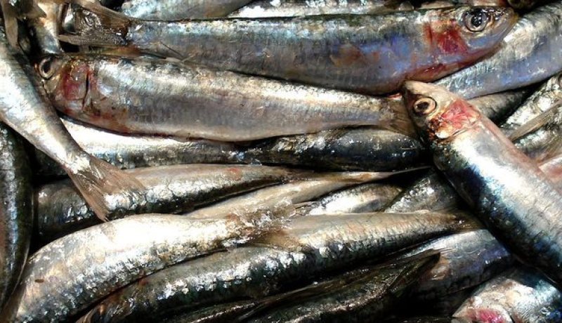 السردين يصل إلى 800 دج للكيلوغرام