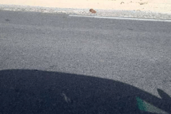 الوادي.. هذه حقيقة صورة اليد المقطوعة المرمية في الطريق