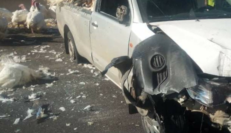 انحراف سيارة محملة بحيوان “الديك الرومي” في غليزان