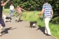 بالفيديو .. شاب يطلق كلبيه على لاجئ سوري بألمانيا